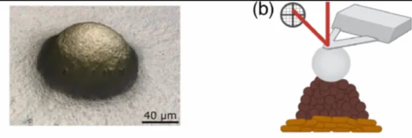 Rheological Dynamics of Active Myxococcus xanthus Populations during Development