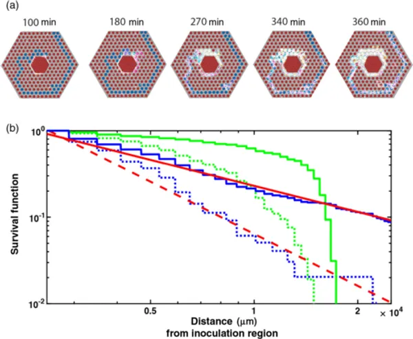 Bacterial Route Finding and Collective Escape in Mazes and Fractals