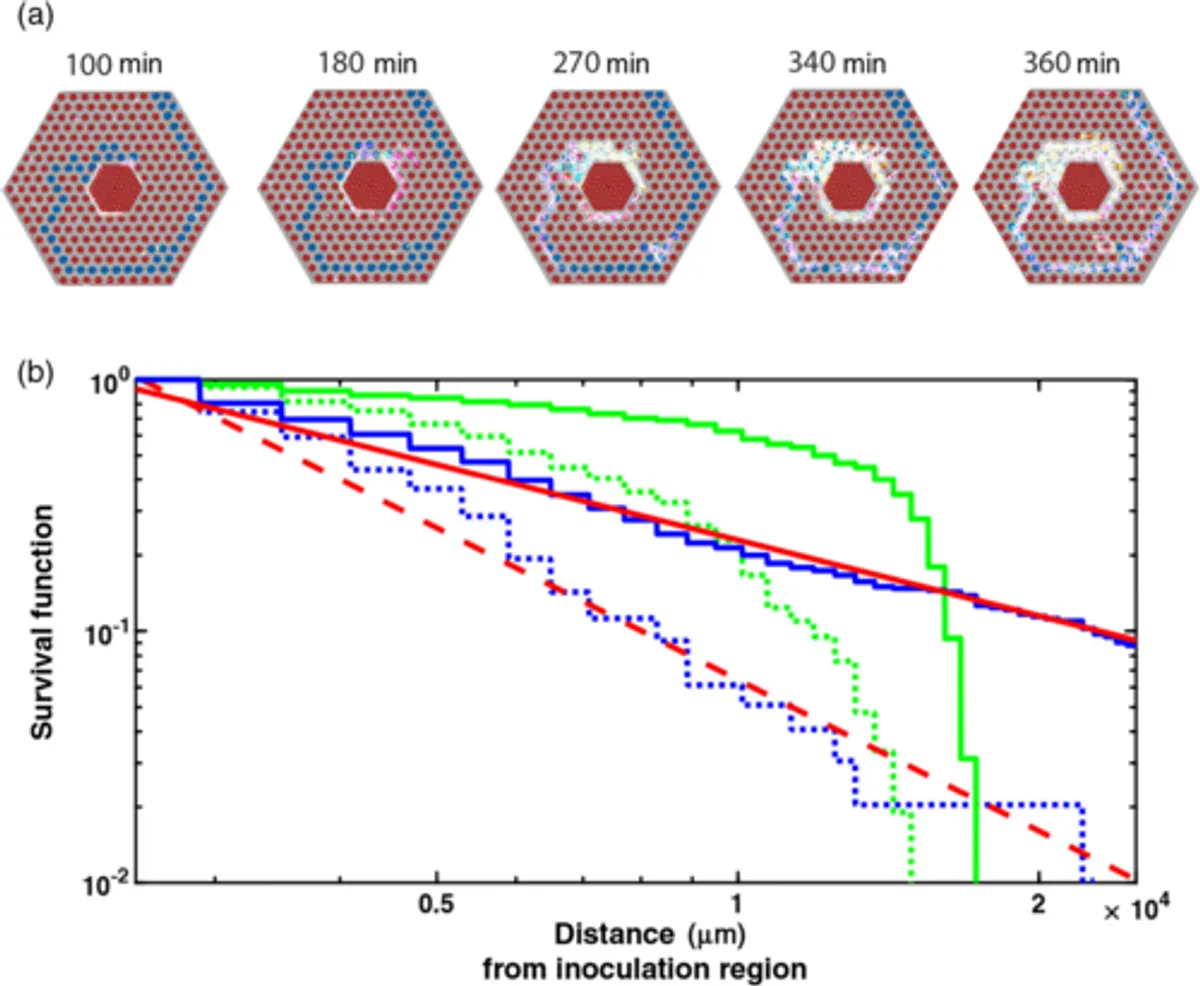 Bacterial Route Finding and Collective Escape in Mazes and Fractals