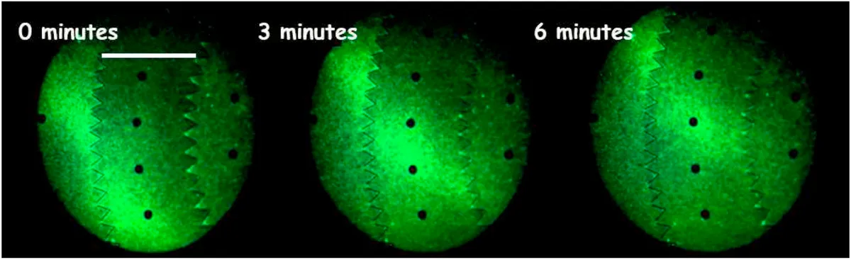 Bacterial population solitary waves can defeat rings of funnels