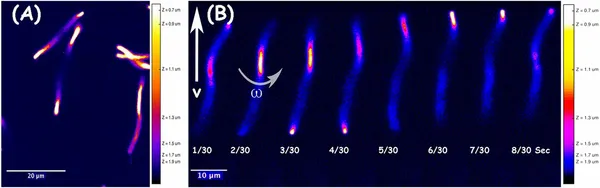 Emergence of Escherichia coli critically buckled motile helices under stress