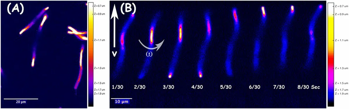 Emergence of Escherichia coli critically buckled motile helices under stress