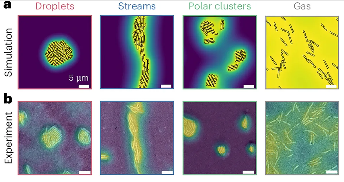 Capillary interactions drive the self-organization of bacterial colonies