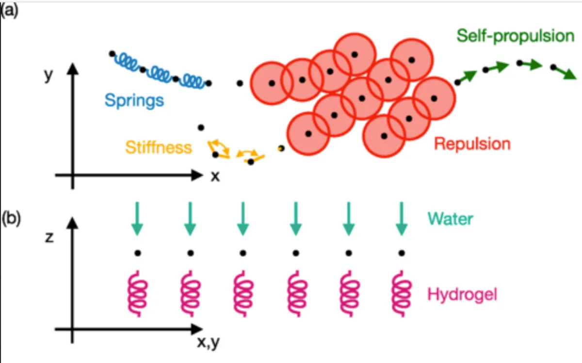 3D Agent-Based Modeling without Chemical Signaling Recreates Collective Behaviors seen in Myxococcus xanthus Colonies