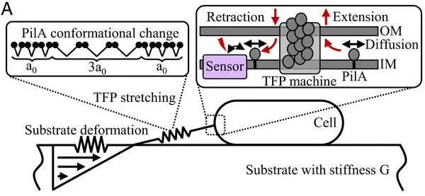 Pseudomonas aeruginosa distinguishes surfaces by stiffness using retraction of type IV pili
